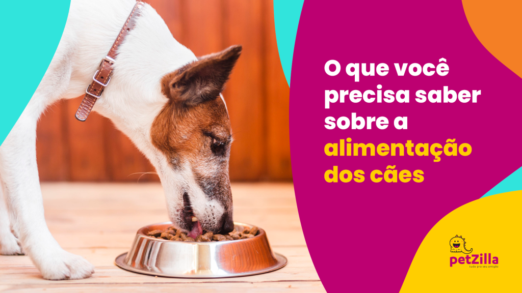 O que você precisa saber sobre alimentação dos cães | petZilla